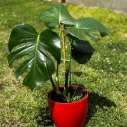 Monstera