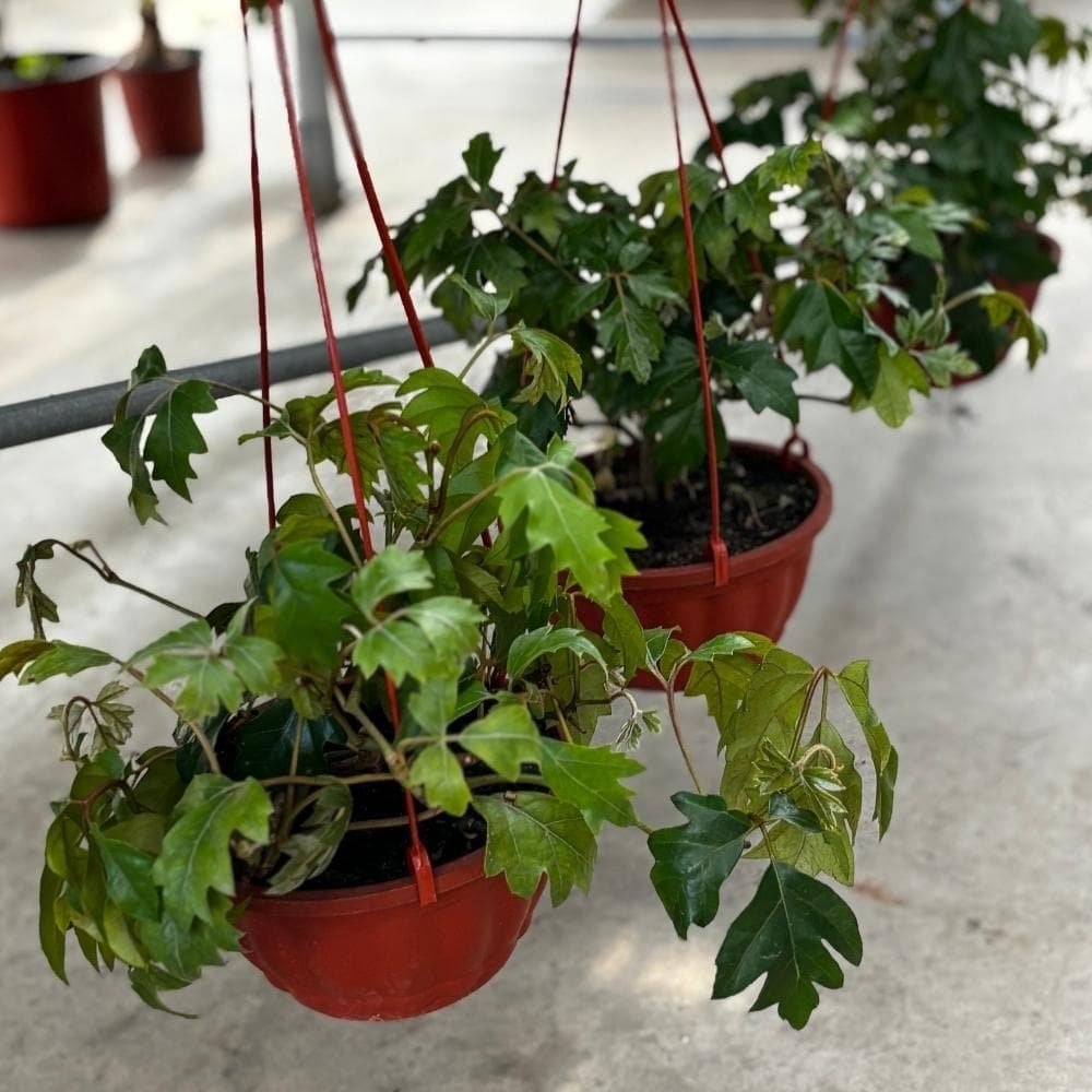 Cissus colgante