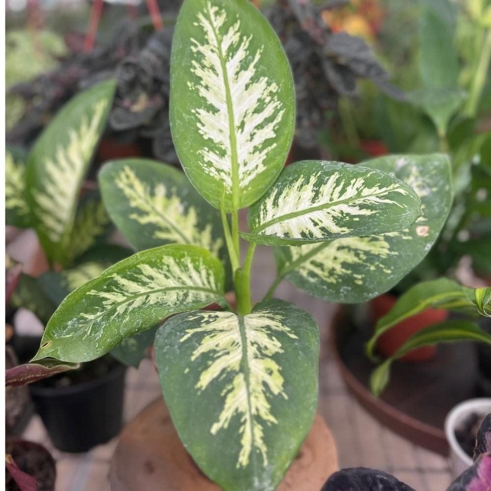 Camila dieffenbachia
