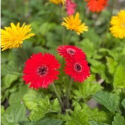 Gerberas
