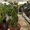 Sansevieria trenzada