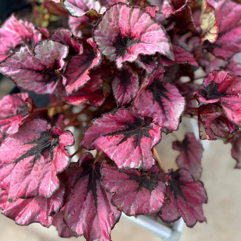 Begonia rex