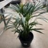 Palmera areca