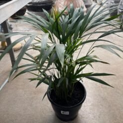 Palmera areca