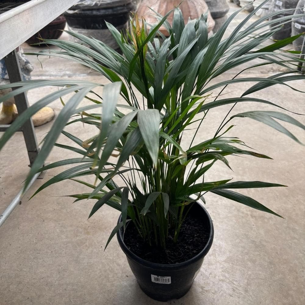 Palmera areca