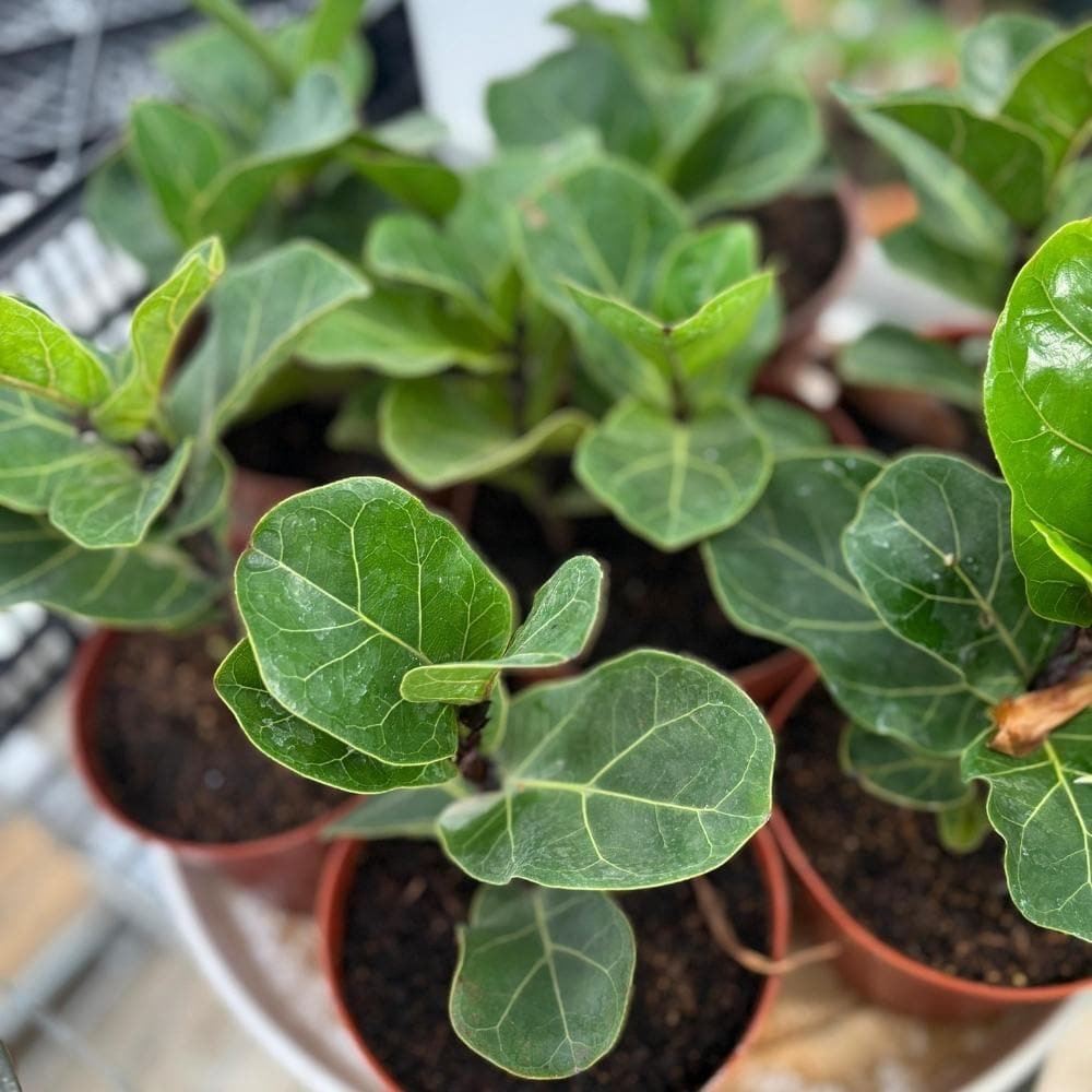Ficus lyrata