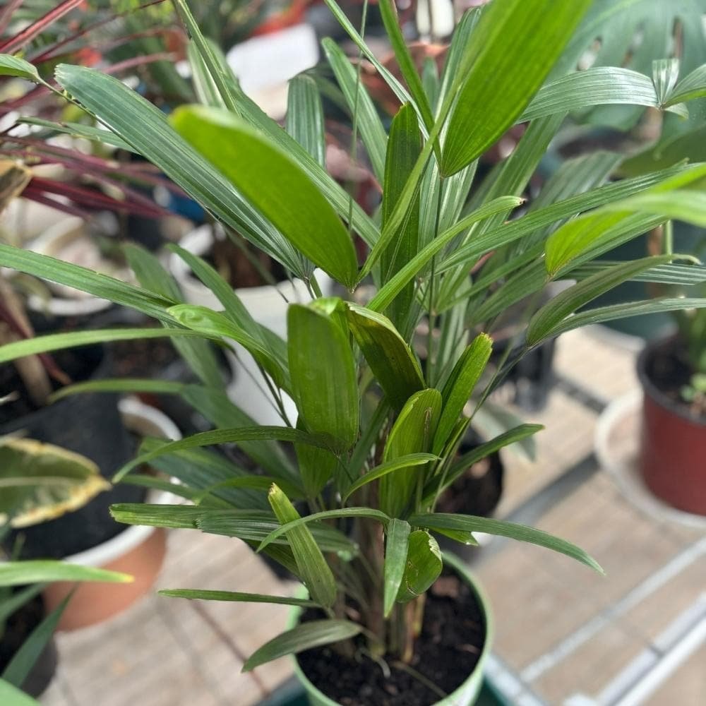Palmera raphis
