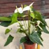 spathiphyllum