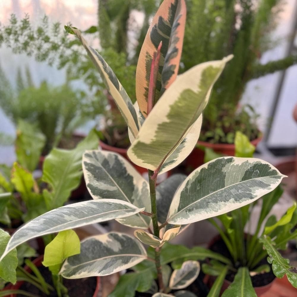 Ficus blanco
