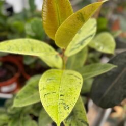 Ficus elástica
