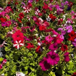 Petunias