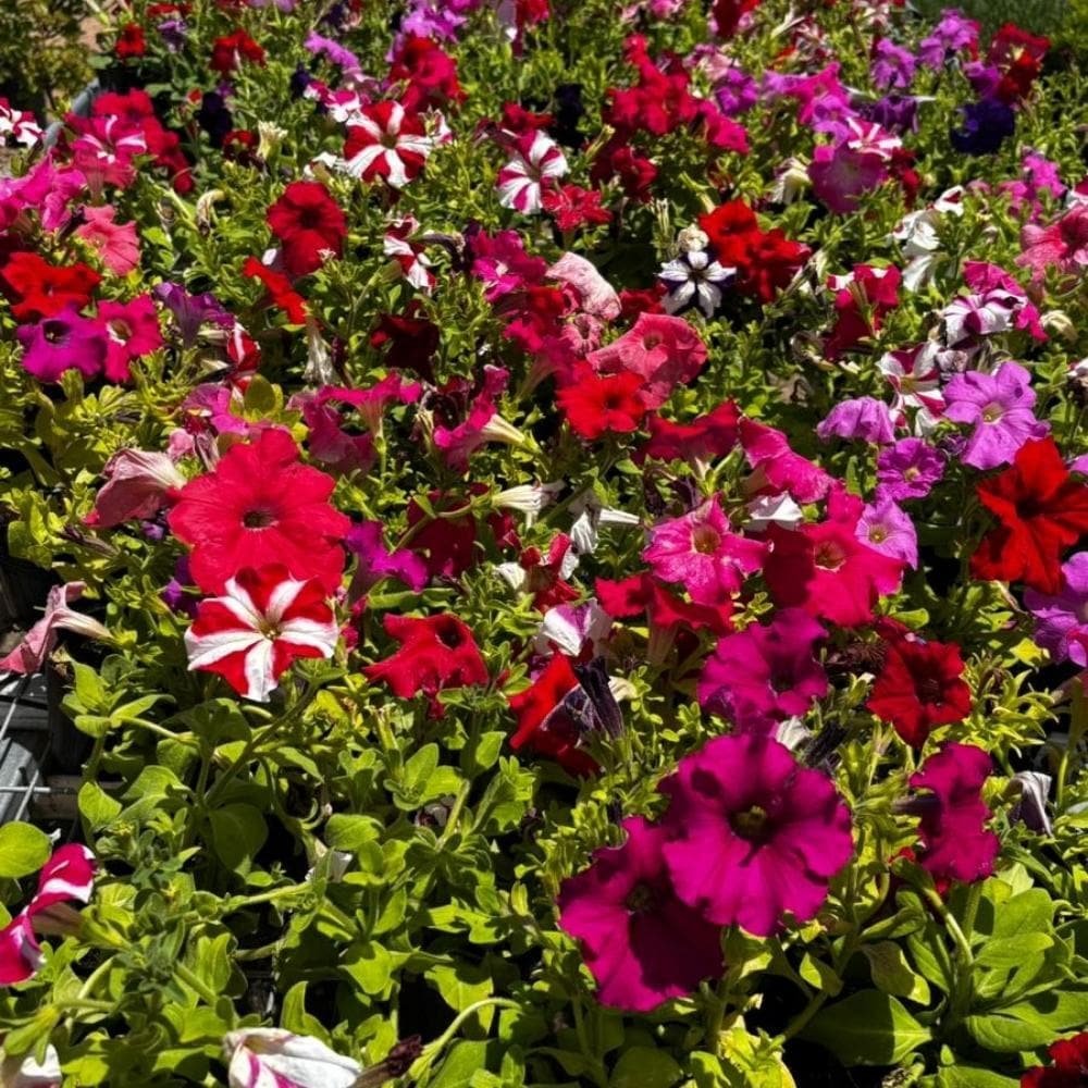 Petunias