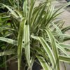 Dianella