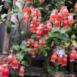 Kalanchoe manginii