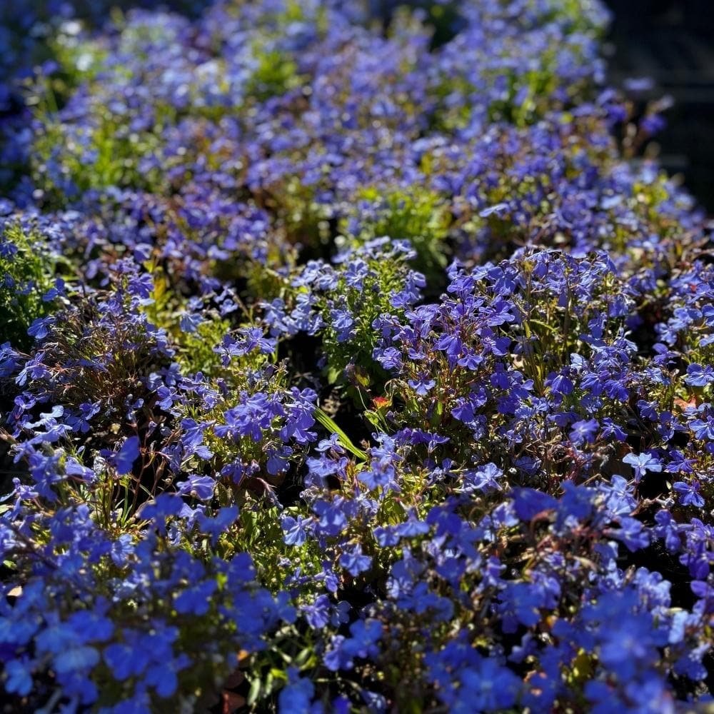 Lobelias