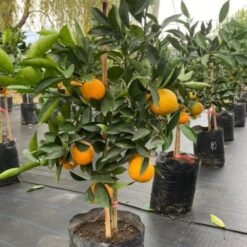 Naranja cara cara