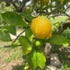 Limón criollo