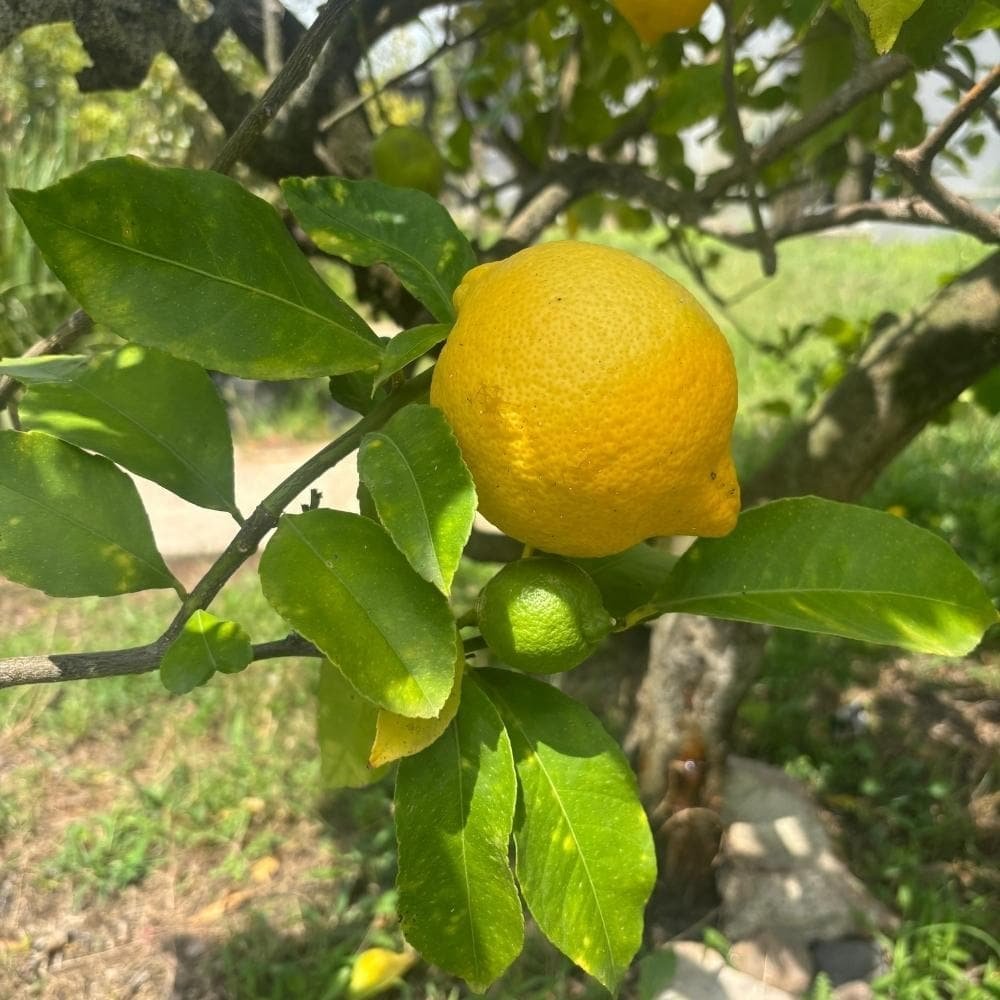 Limón criollo