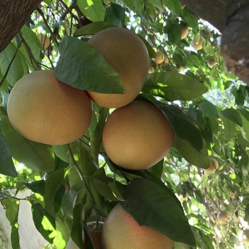 Pomelo rosado