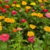 Zinnia