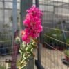 Espumilla