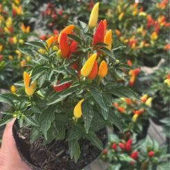 Pimientos