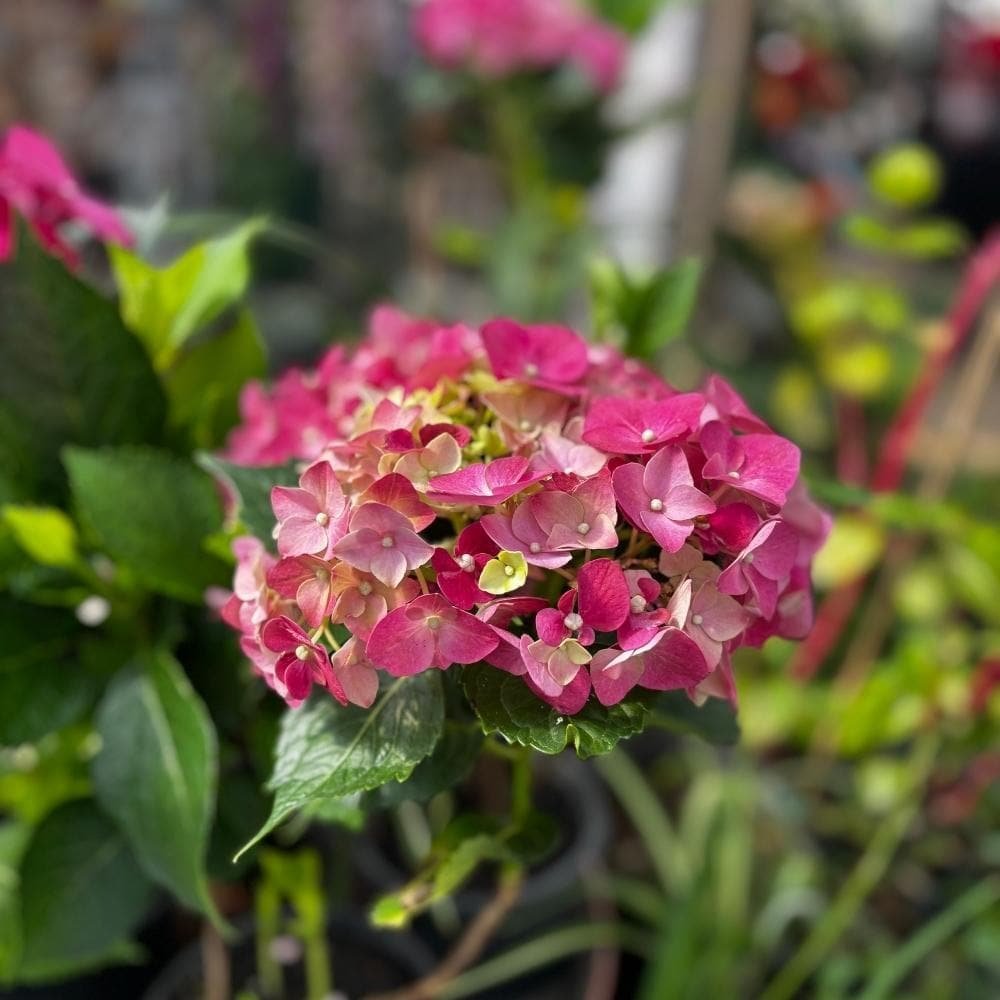 Hortensias