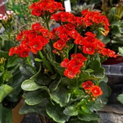Kalanchoe