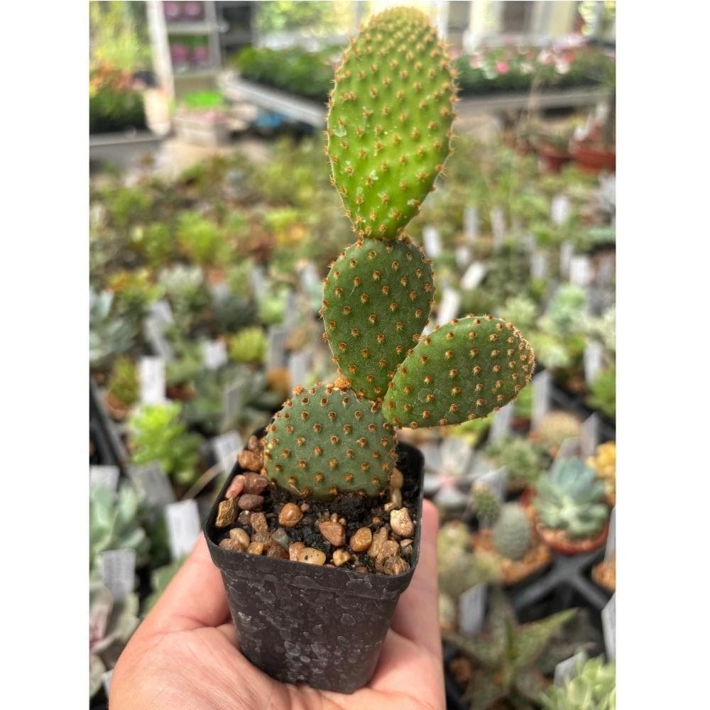 Opuntias