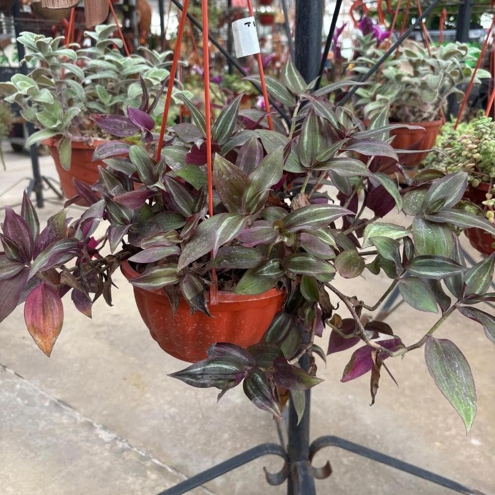 Tradescantia