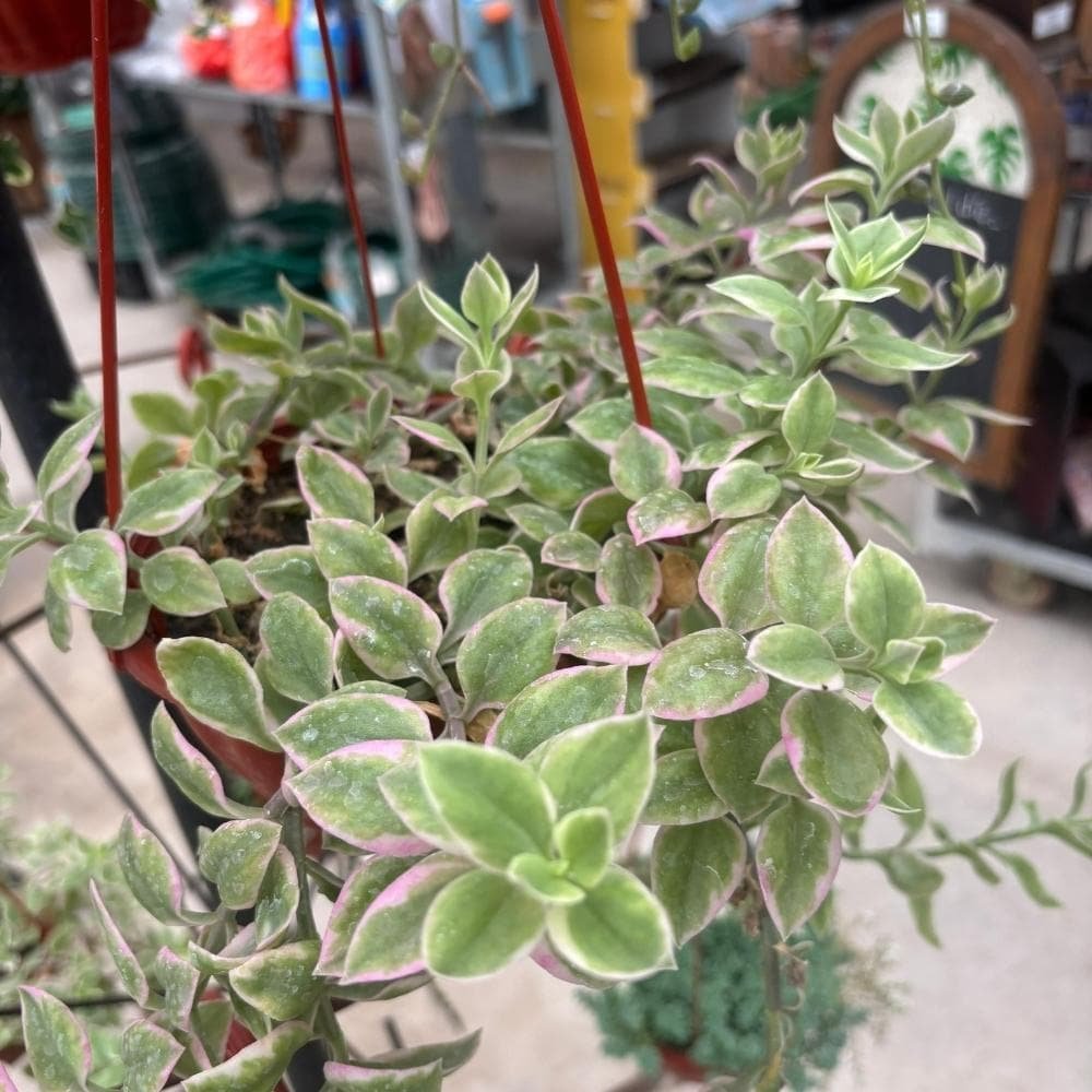 Rocío variegado