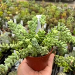 Sedum