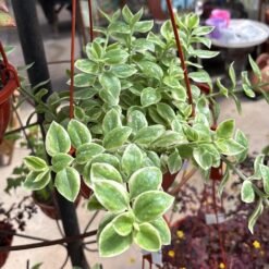Peperomia colgante