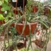 Cactus espiralado colgante