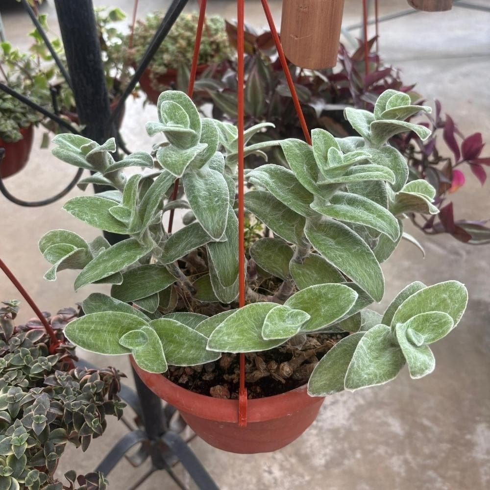 Tradescantia gris