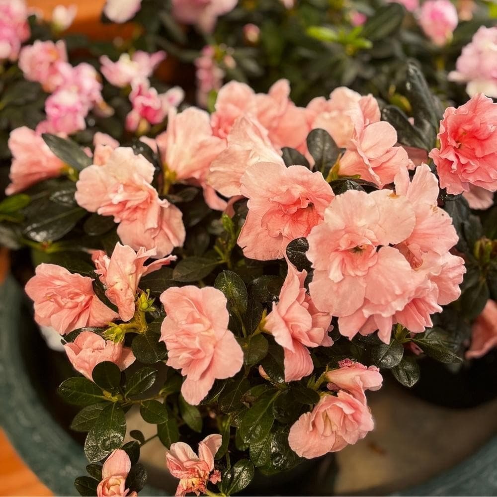 Azalea enana