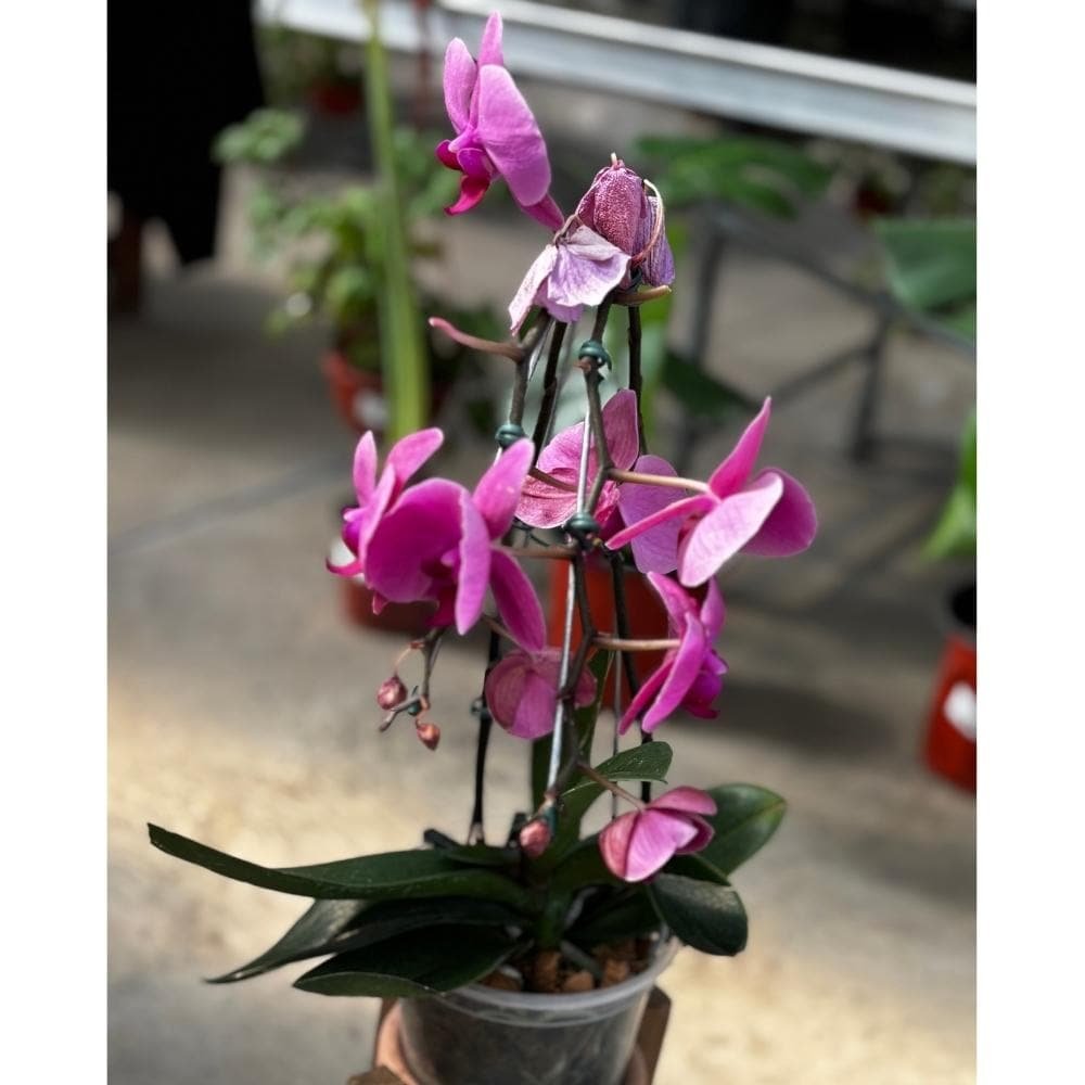 Cymbidium bordó