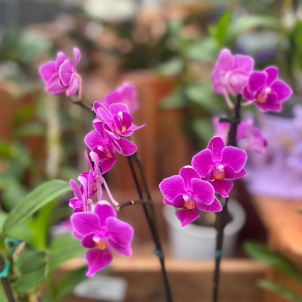Orquidea phalaenopsis