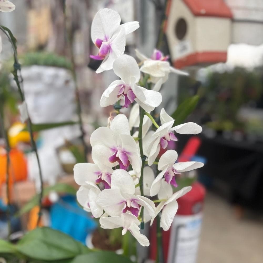 Orquidea phalaenopsis