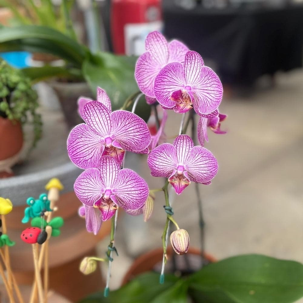 orquidea phalaenopsis