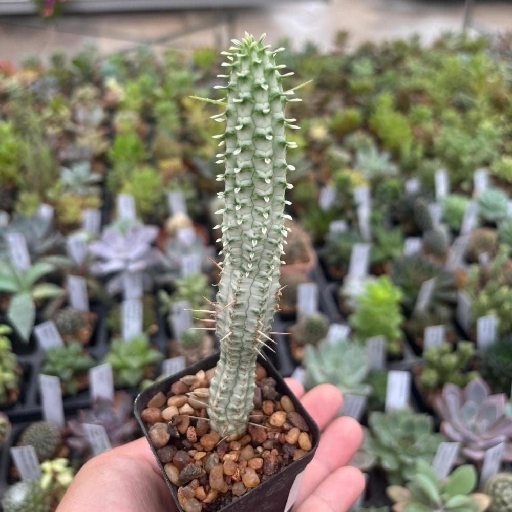 Euphorbia