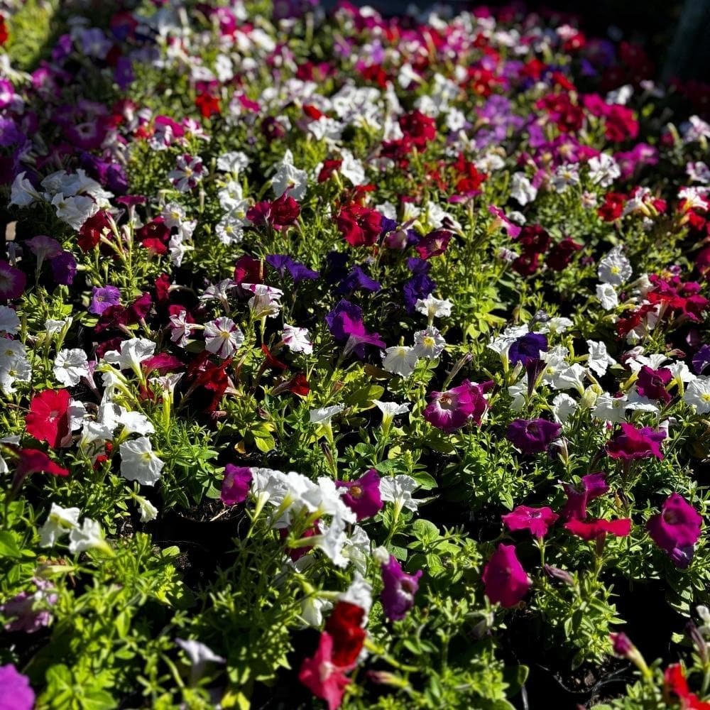 Petunias