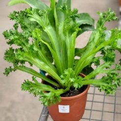 Asplenium crissie