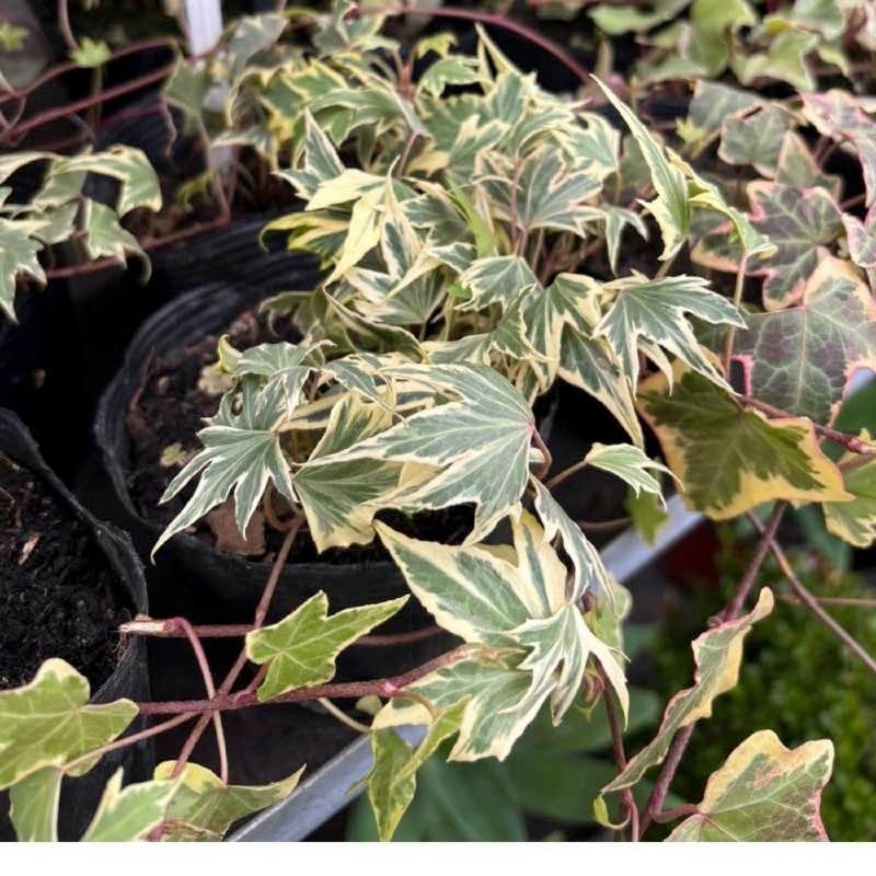 Hiedras tapizantes