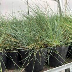 Festuca glauca