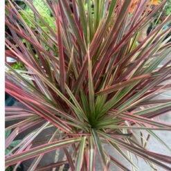 Dracena tricolor