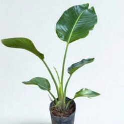 Strelitzia enana