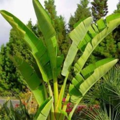 Strelitzia gigante