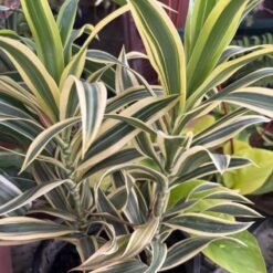 Dracena plombell