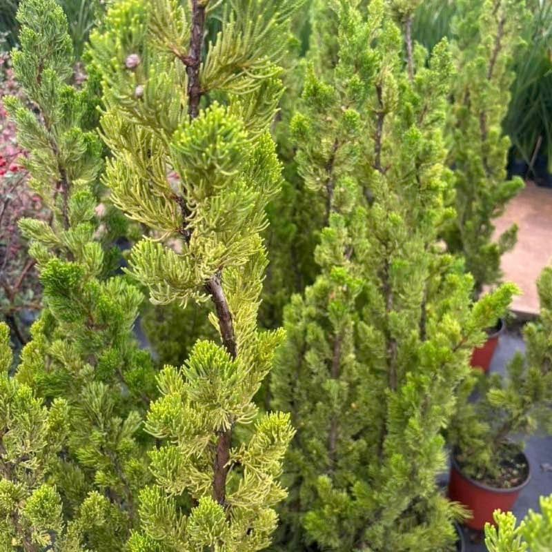Juniperus enebro